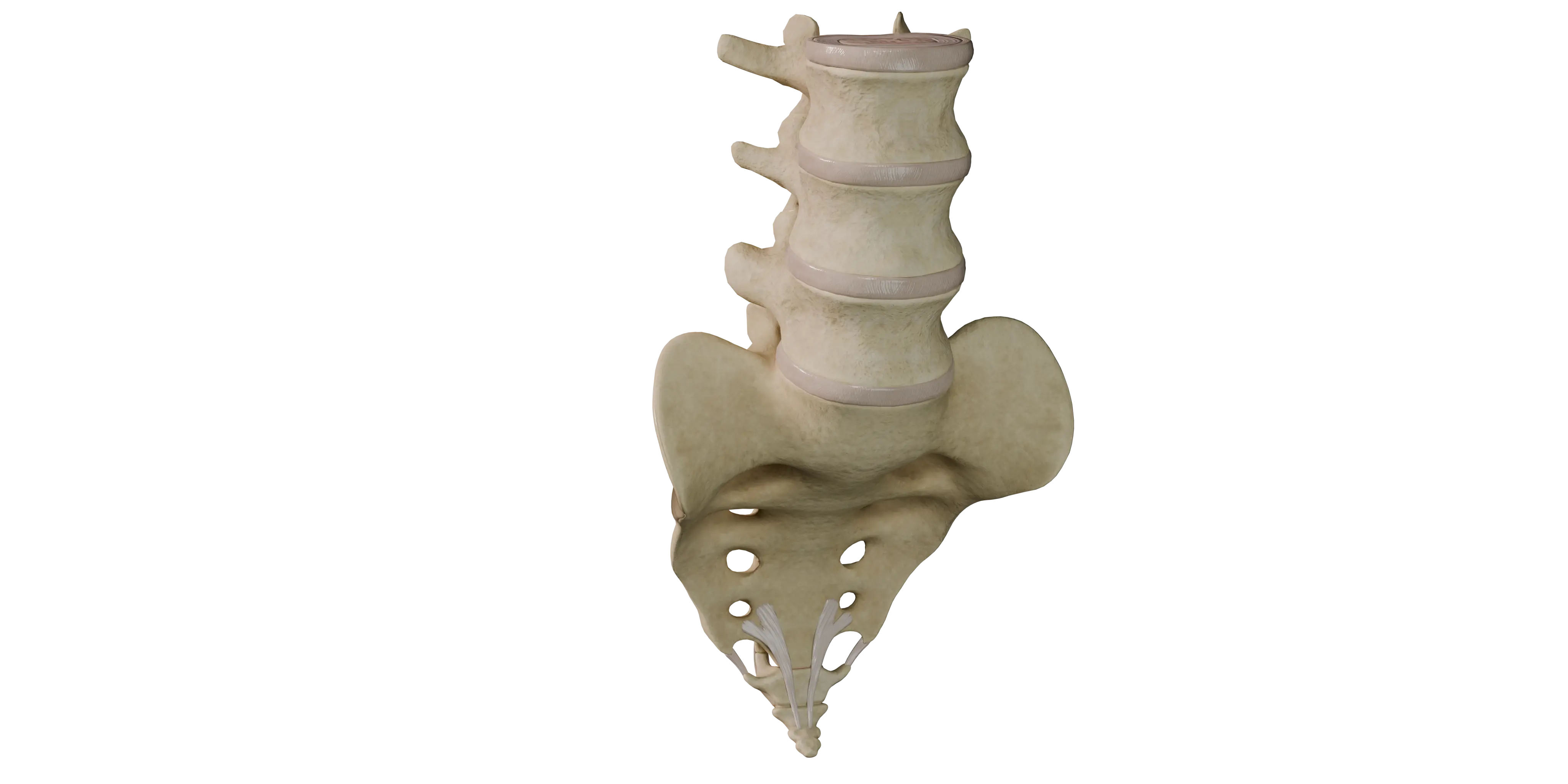 Cartilaginous Joints (Synchondroses) of Vertebral Column