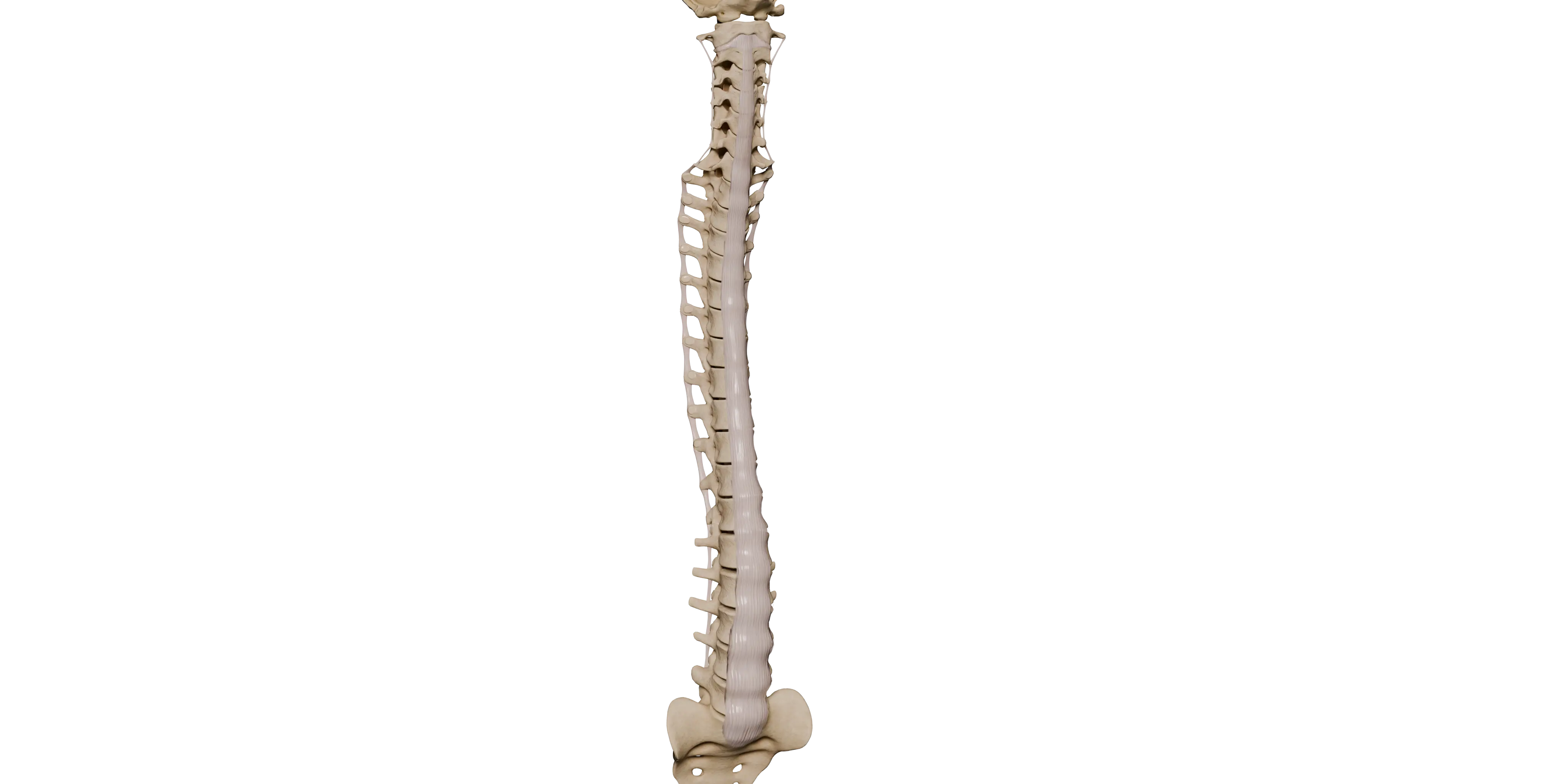 Articulações fibrosas da coluna vertebral