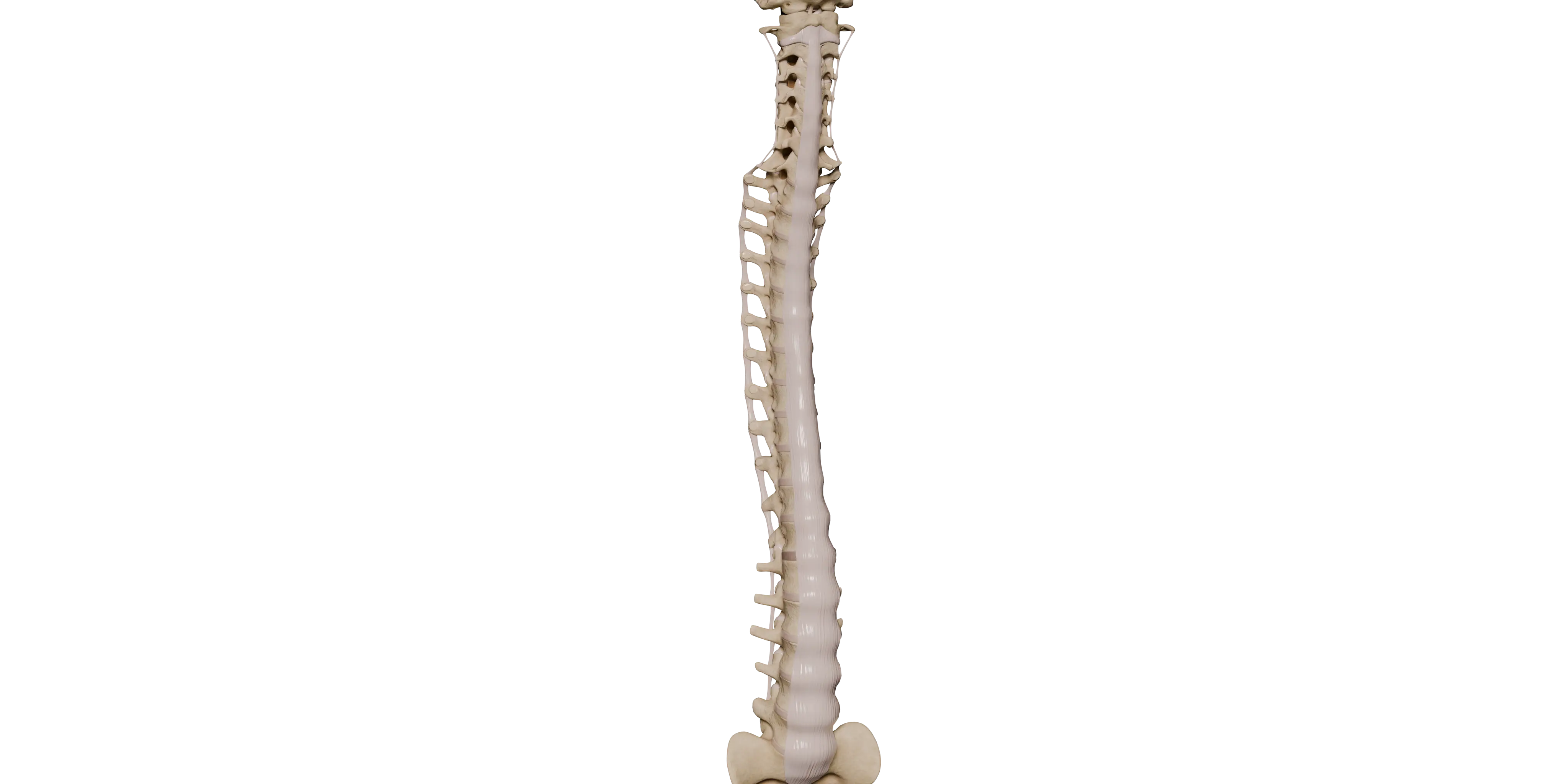 Articolazioni della colonna vertebrale