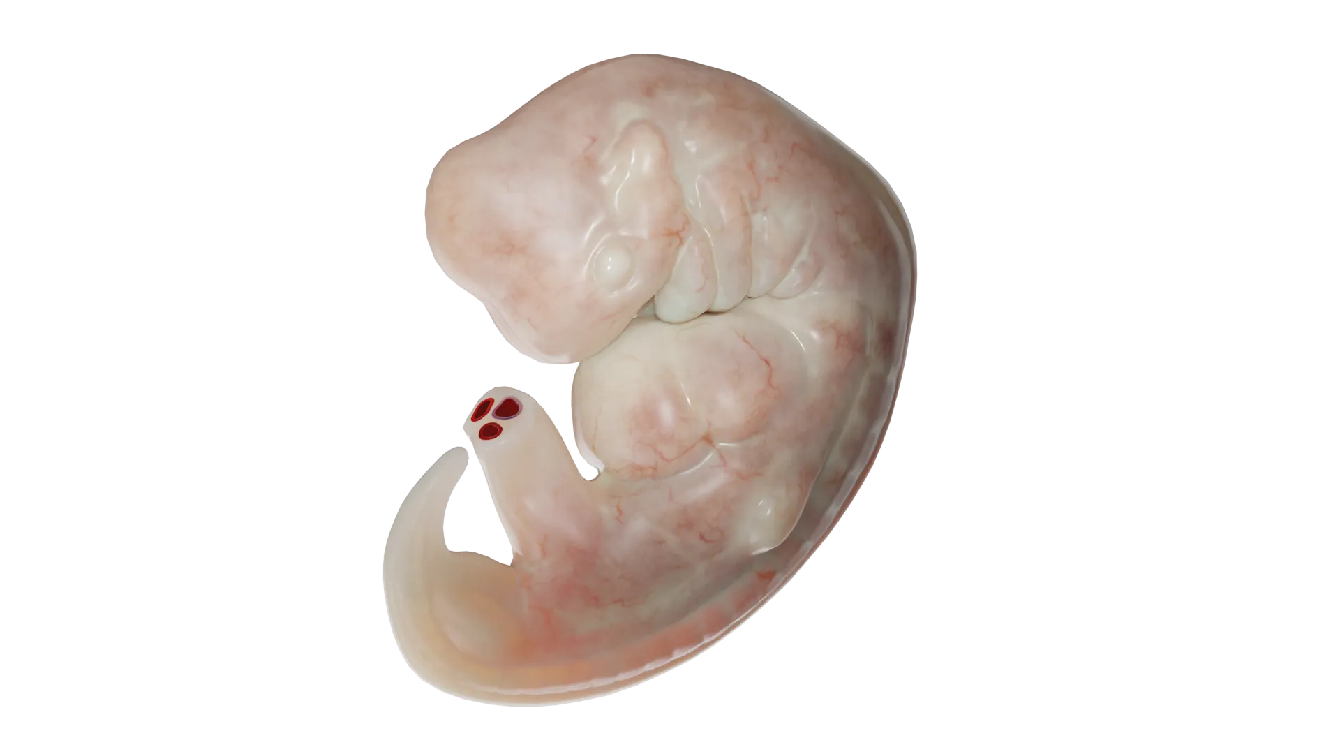 3D Model of Human Embryo Development (Day 28)