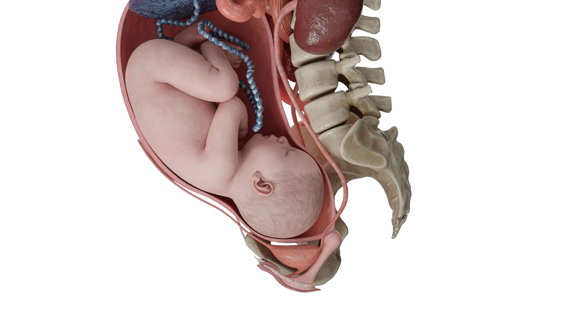 Développement de l'embryon au troisième trimestre