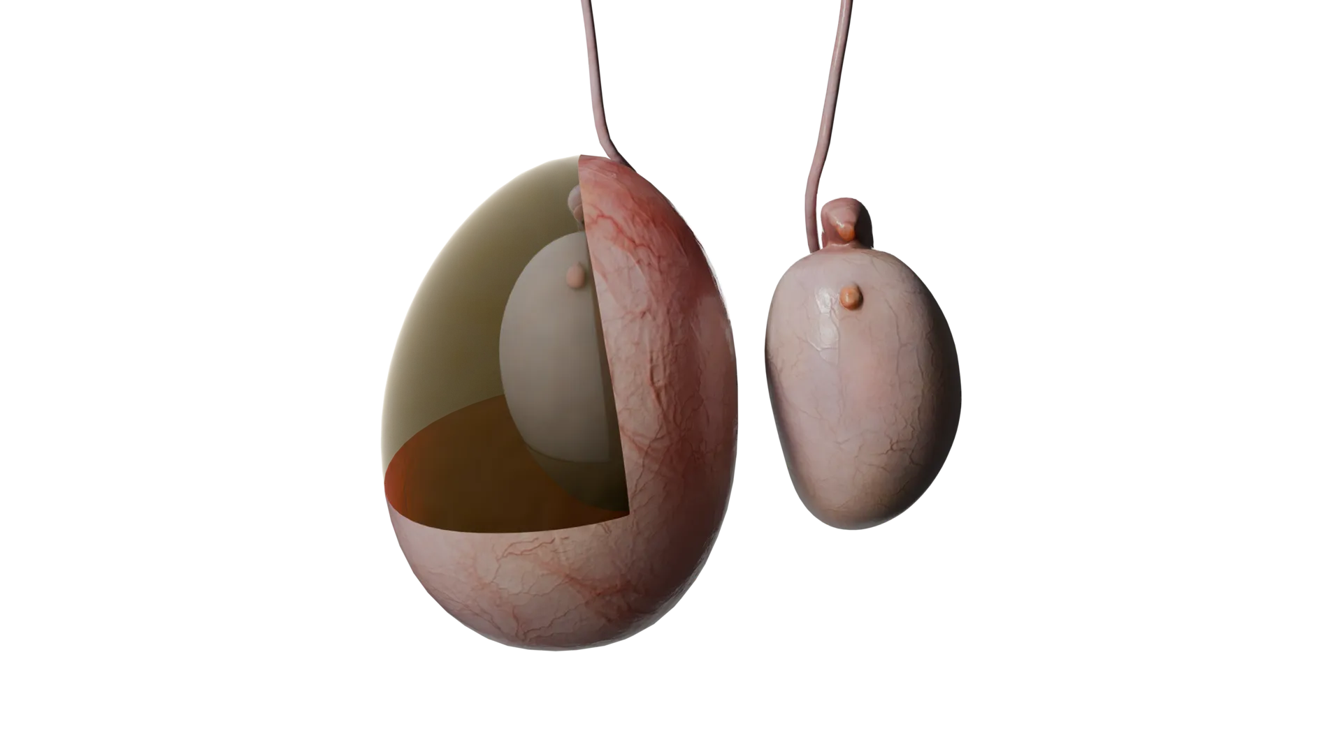 Trastornos del escroto