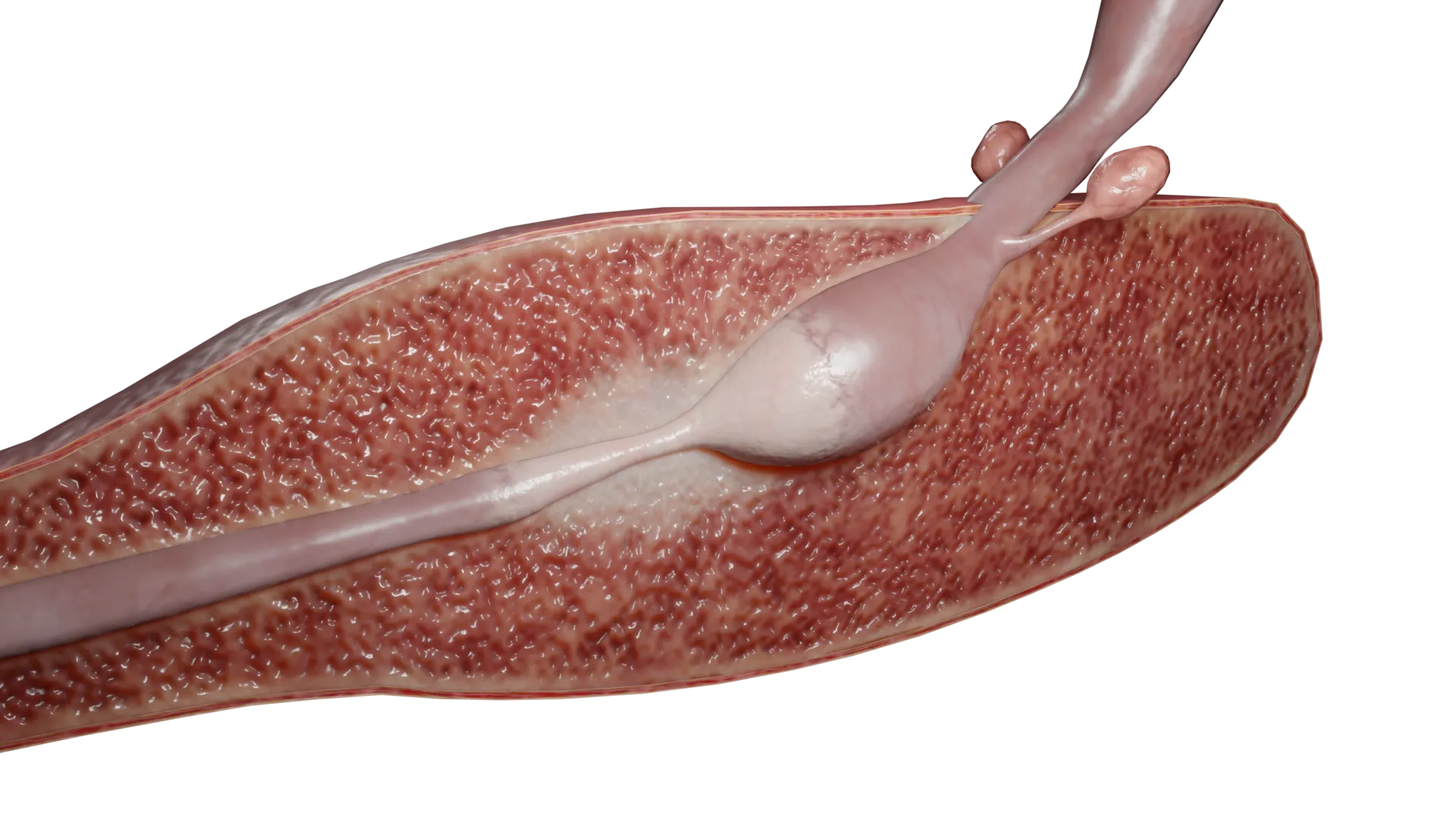 Trastornos de la uretra