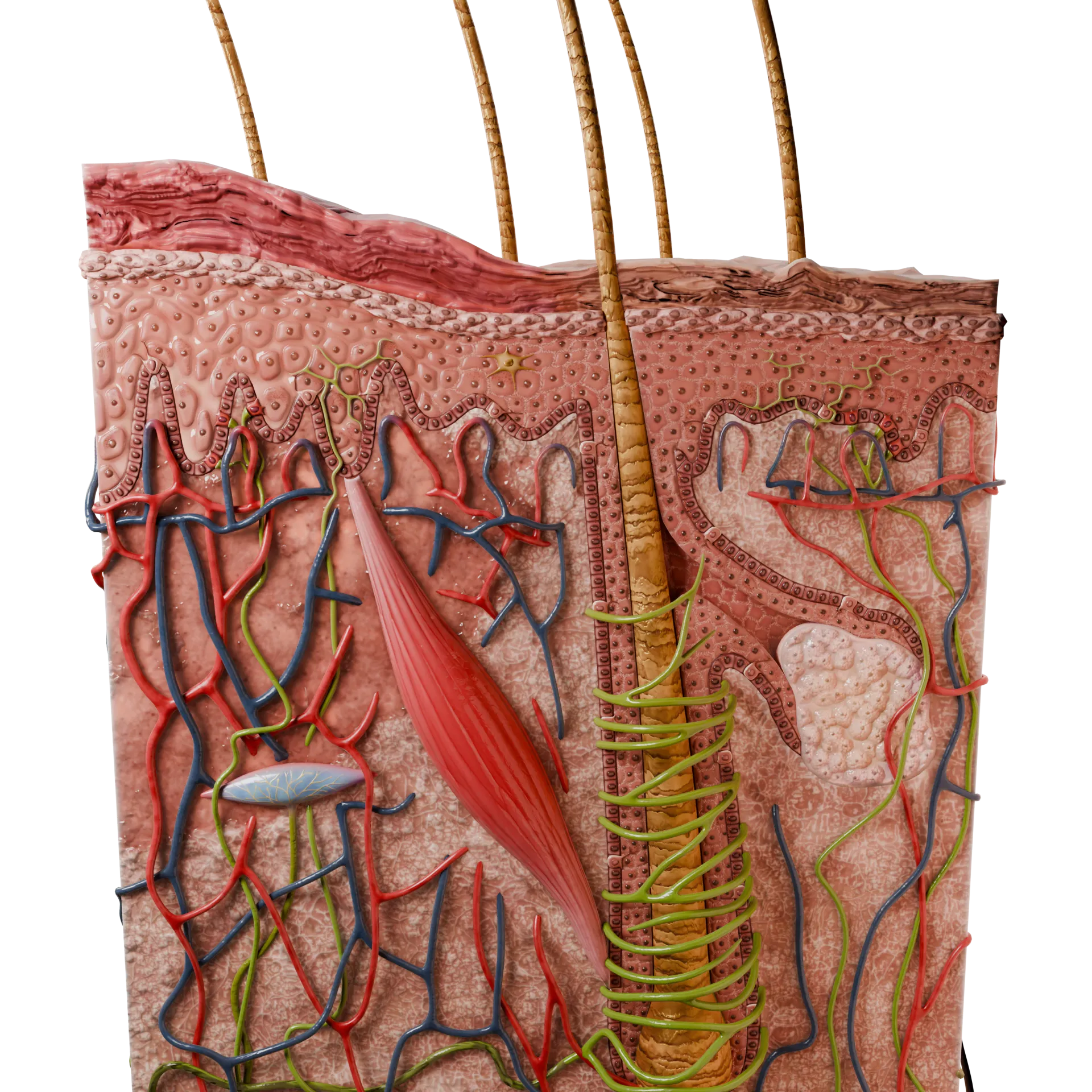 Papule dermo-épidermique