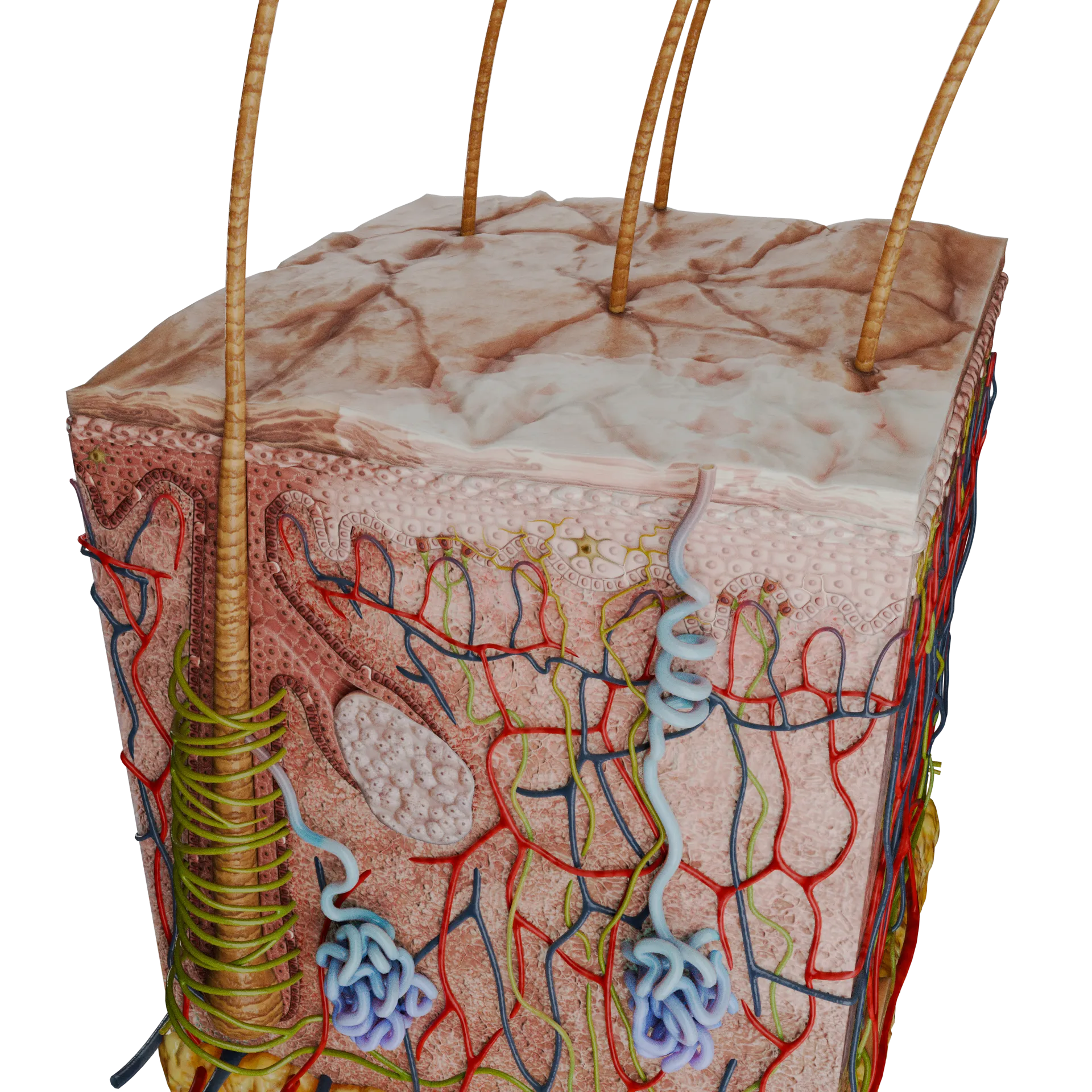 Macula ipopigmentata