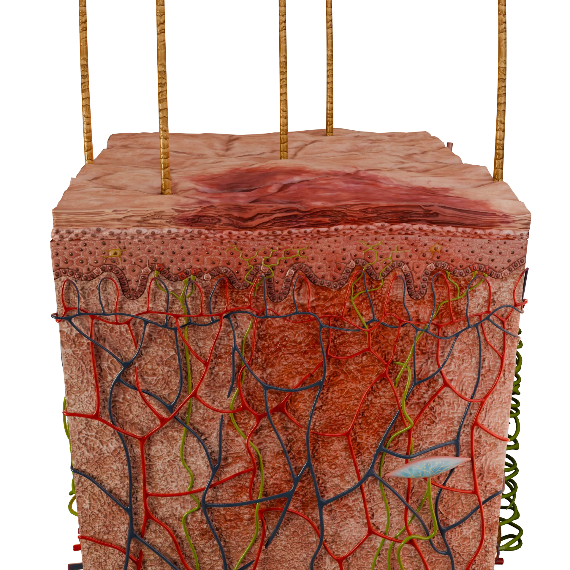 Macula emorragica vascolare