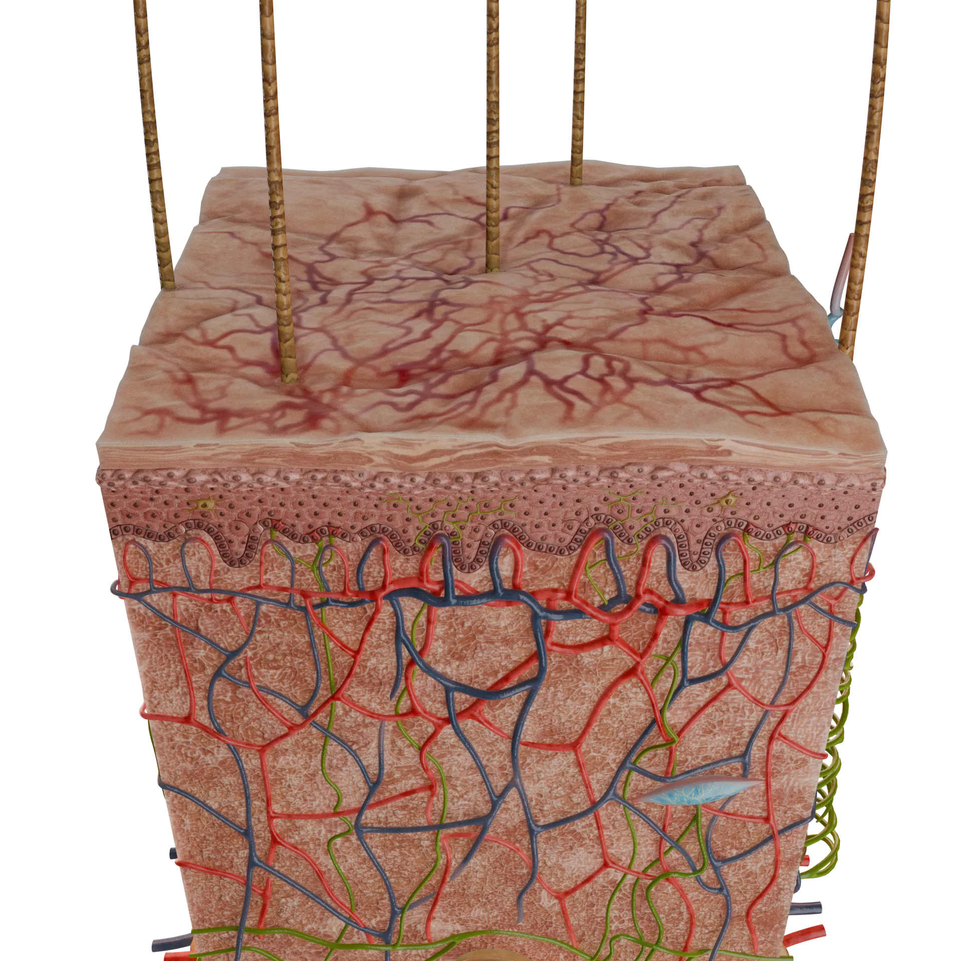 Macula vascolare non infiammatoria