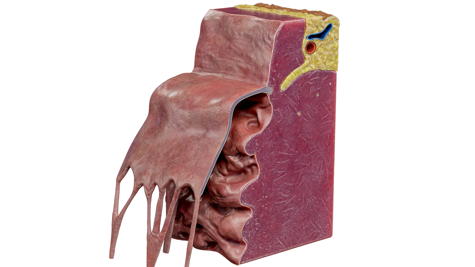 Heart valve