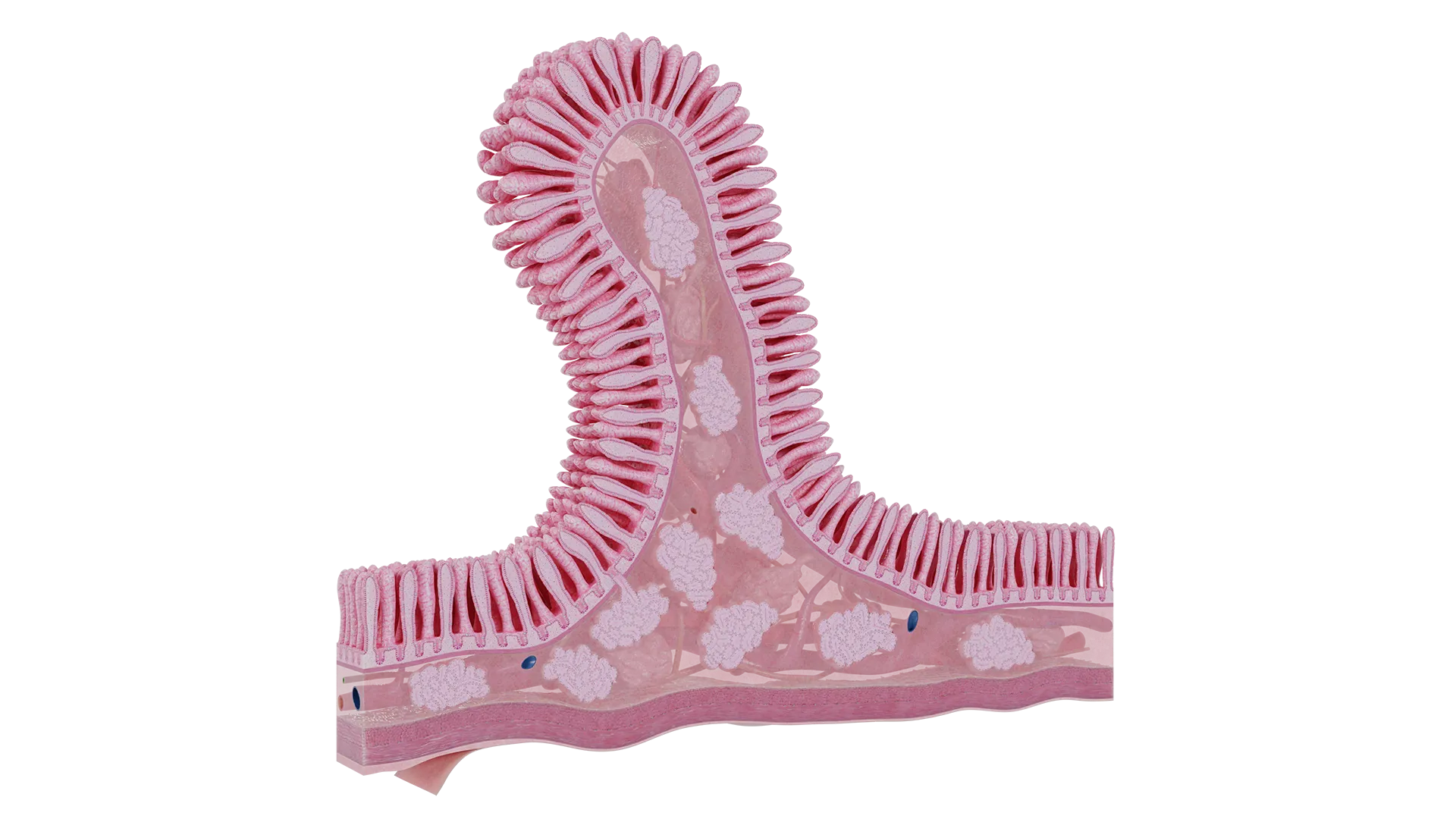 Modelo 3D de microanatomía del duodeno