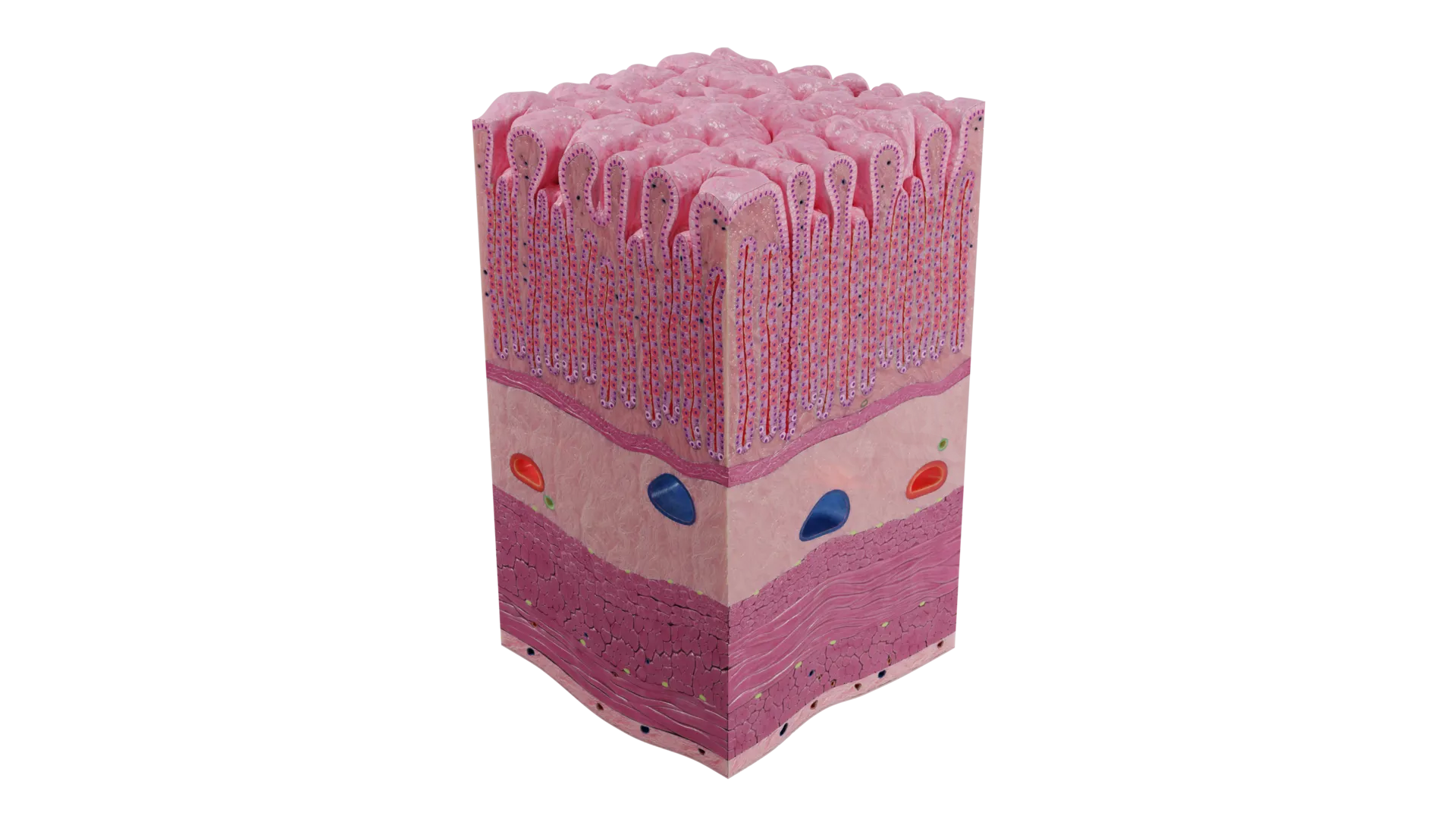 Cuerpo del estómago