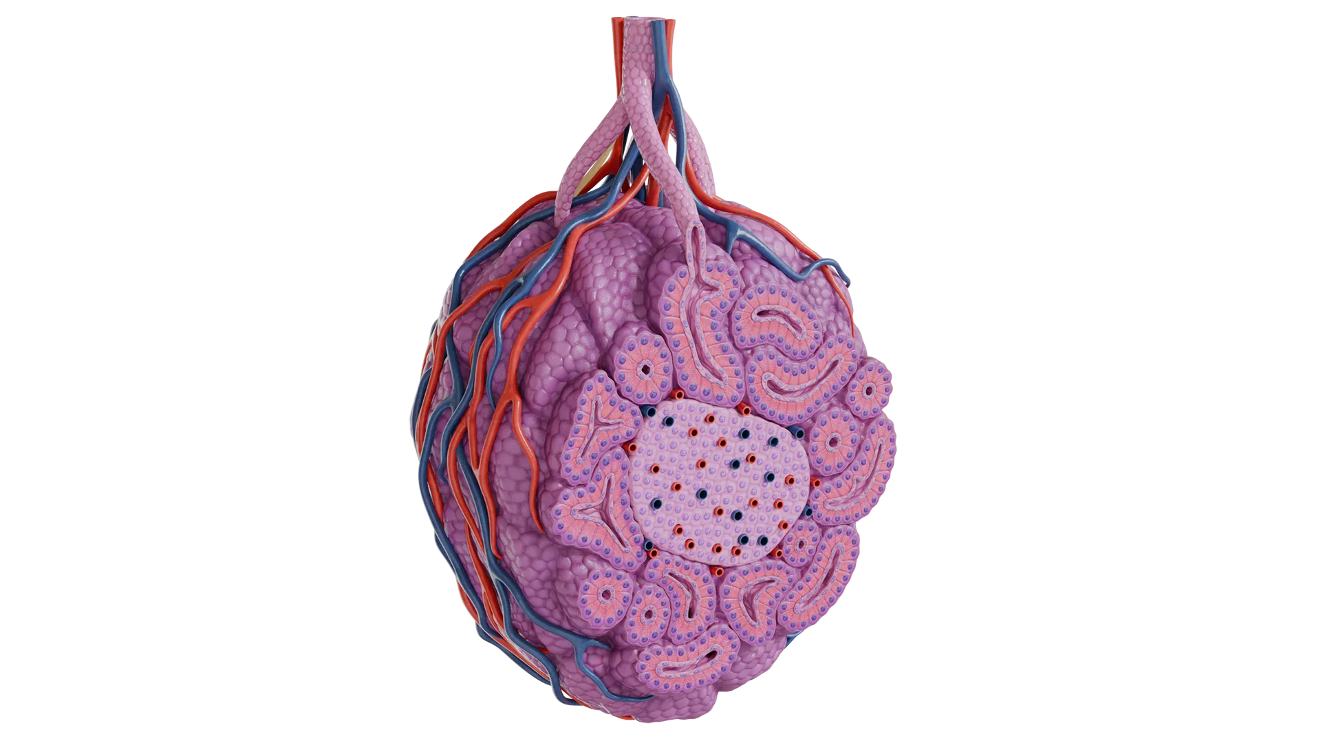 Modelo de microanatomia 3D do pâncreas