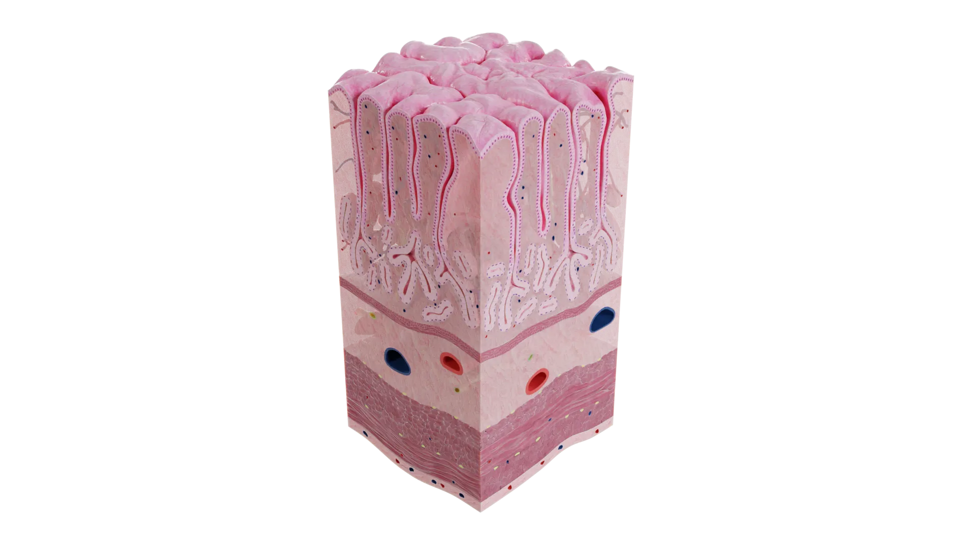 Modelo 3D de microanatomía de la parte pilórica del estómago