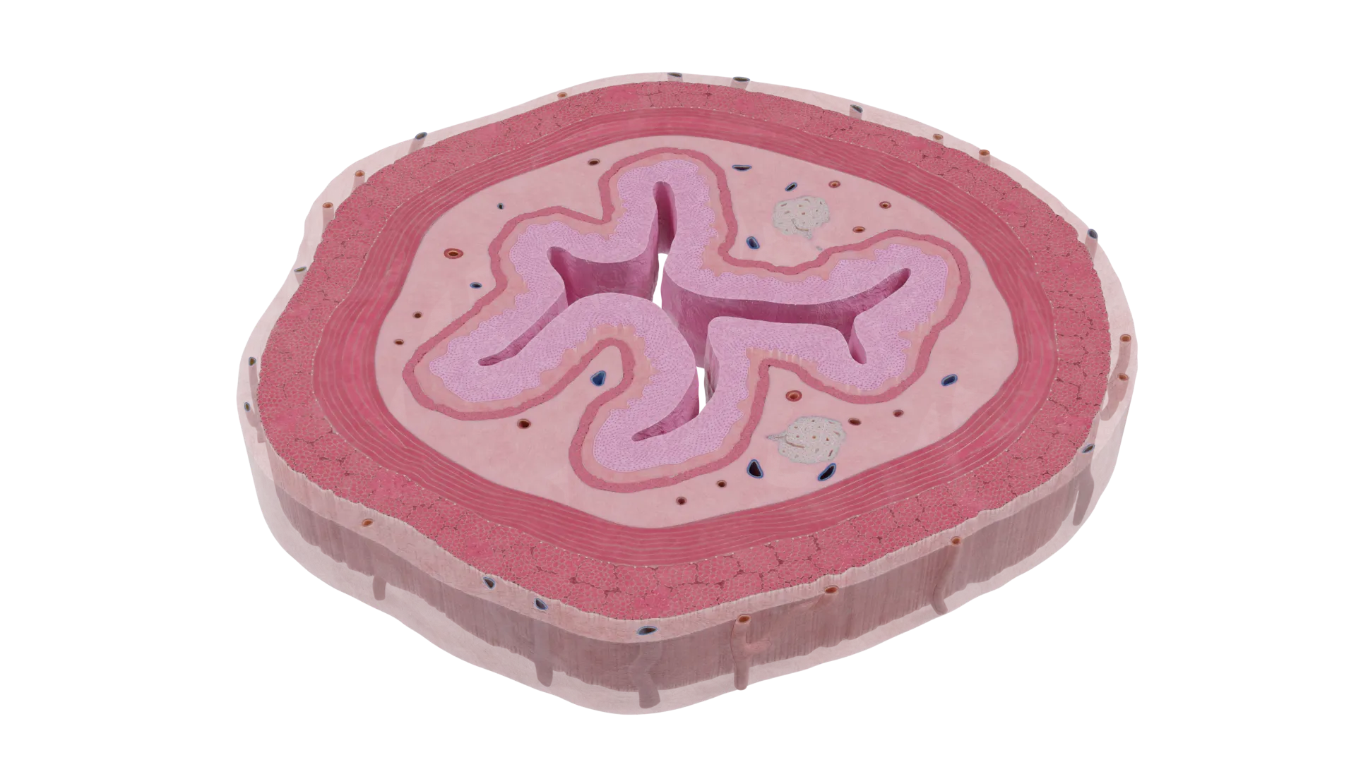 Œsophage (tiers moyen)