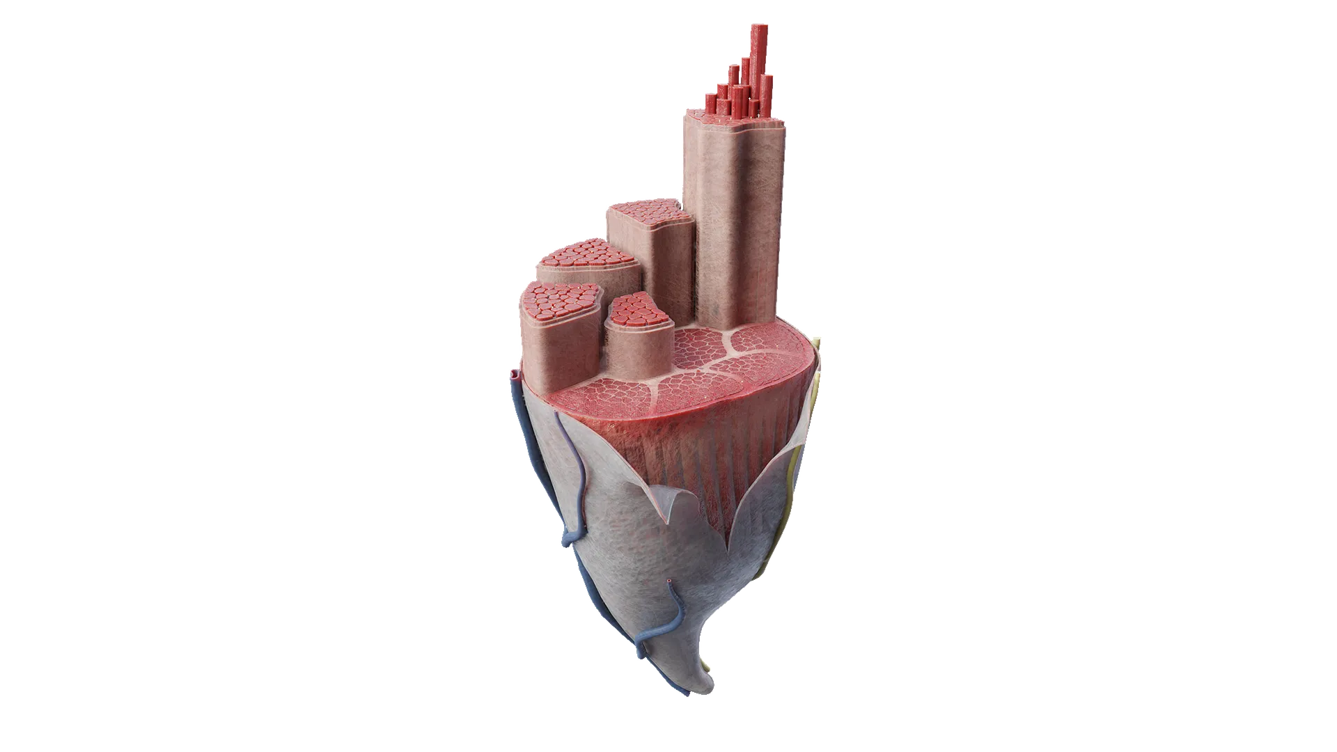 Modello di microanatomia 3D del muscolo scheletrico