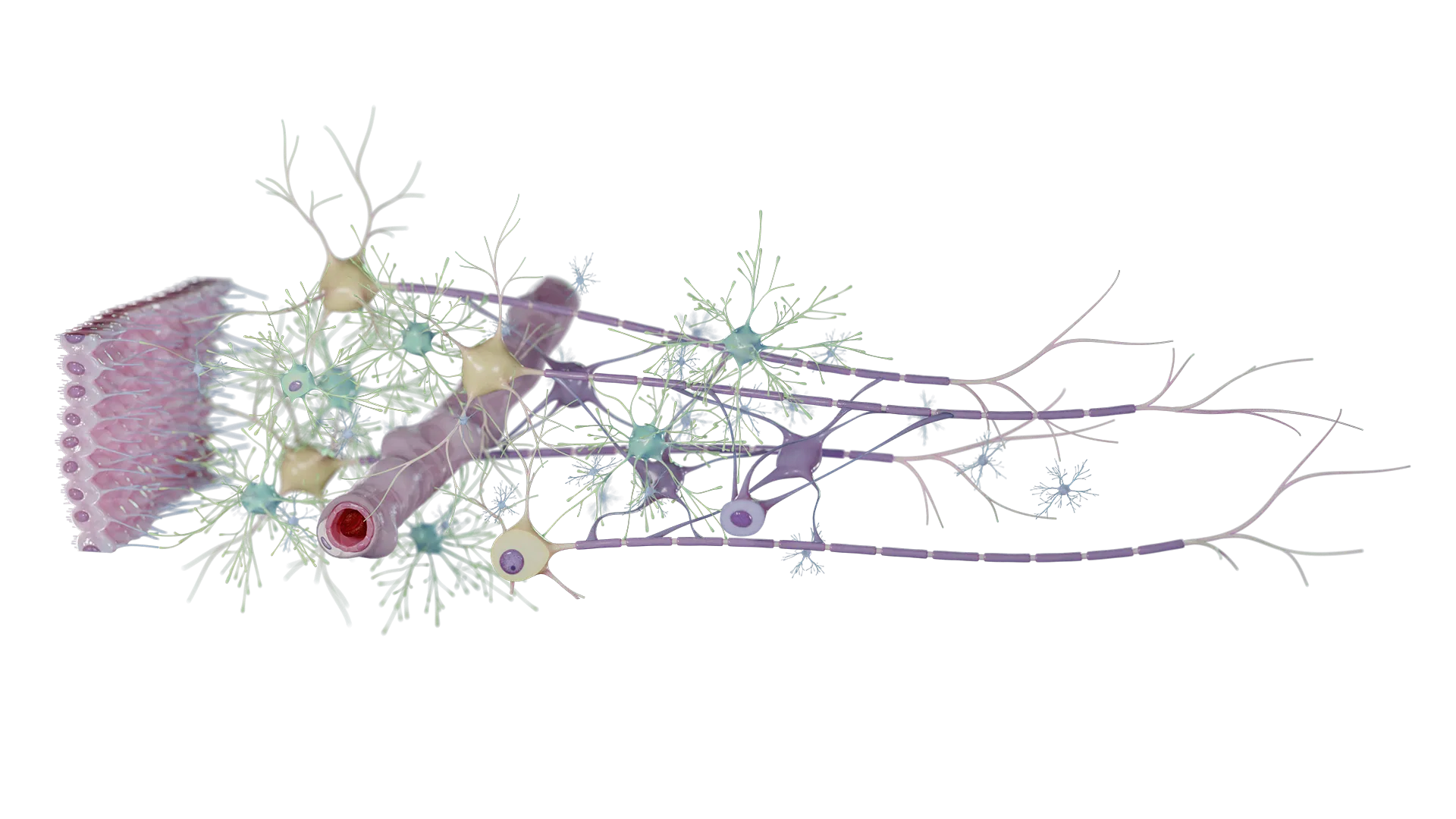 Modèle de microanatomie en 3D des cellules gliales