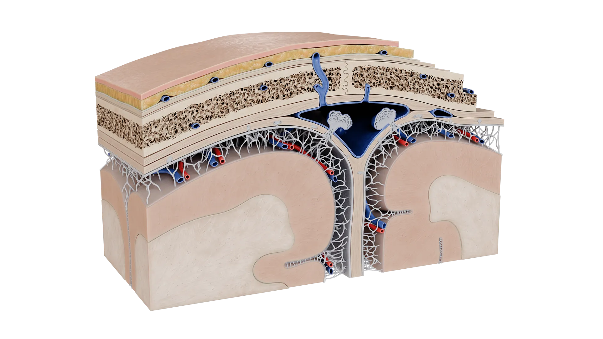 Modèle 3D de microanatomie des méninges