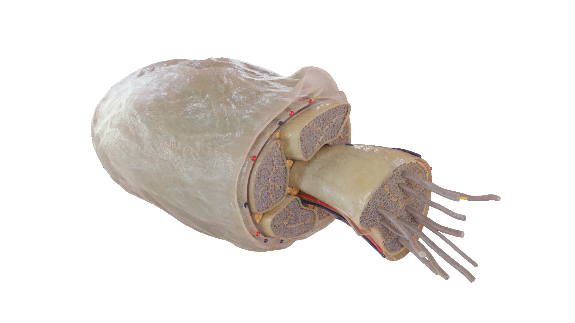 Peripheral Nervous System