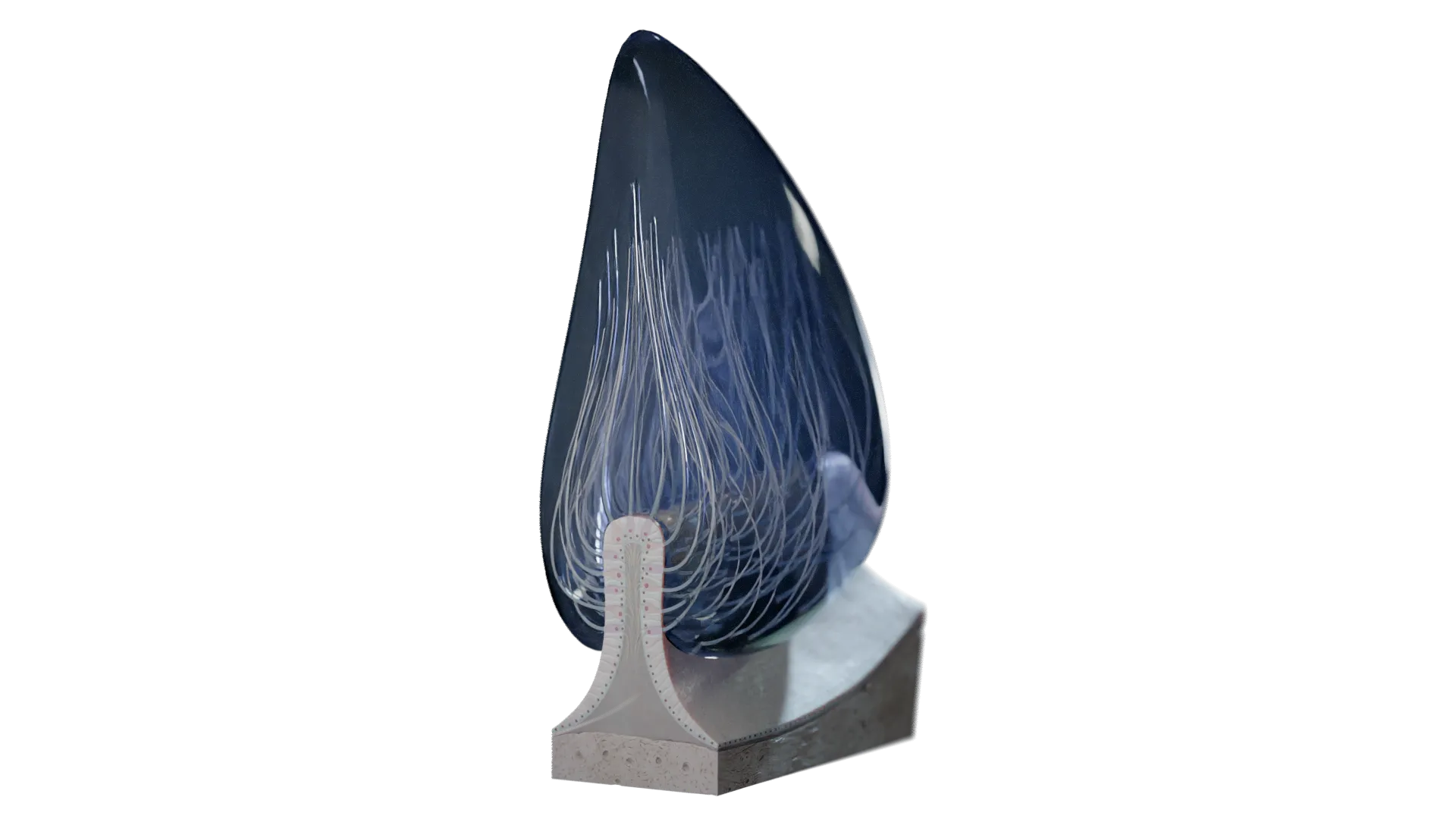 3D Microanatomy Model of Ampullary Crest