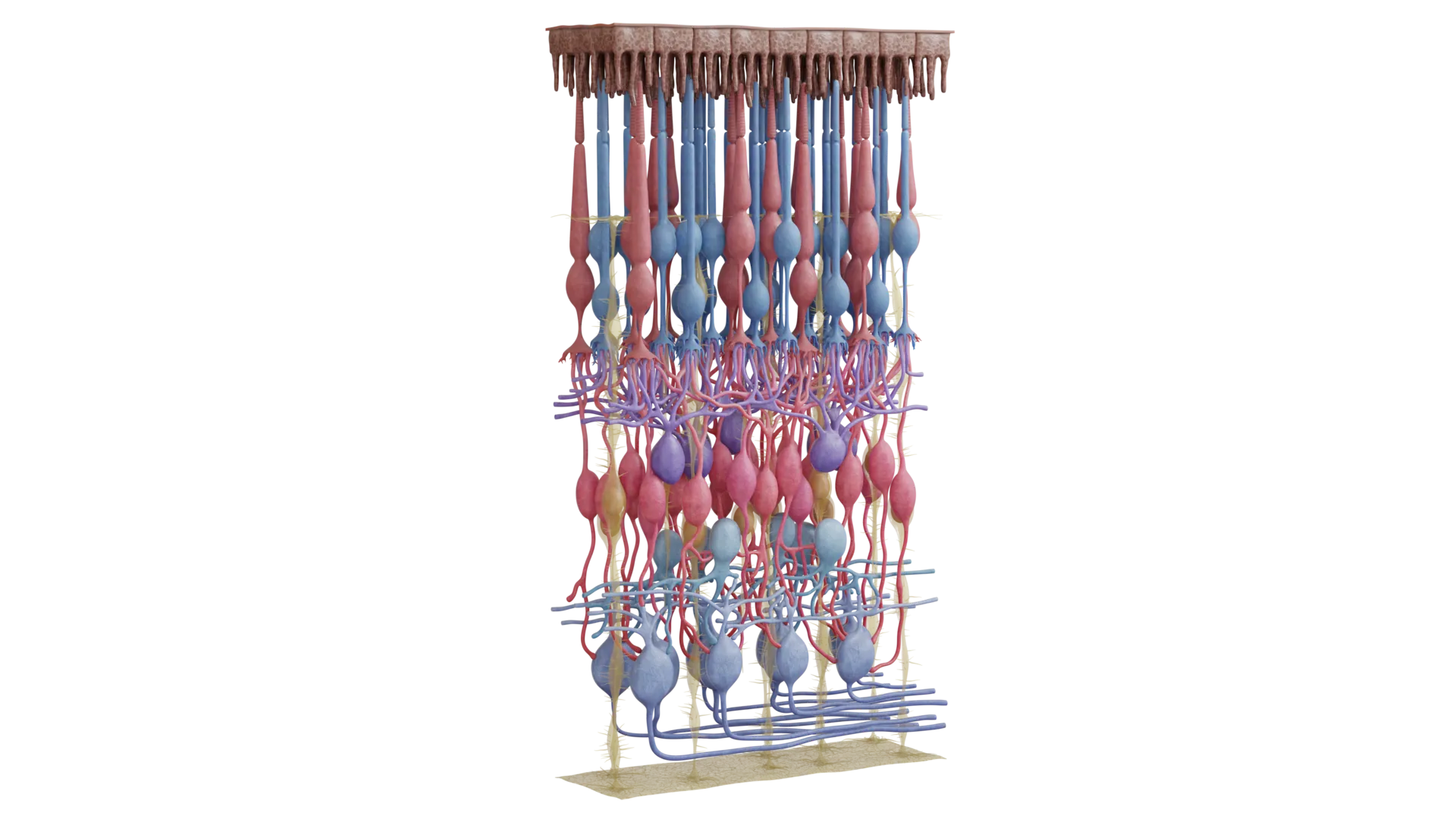 Optic Part of Retina