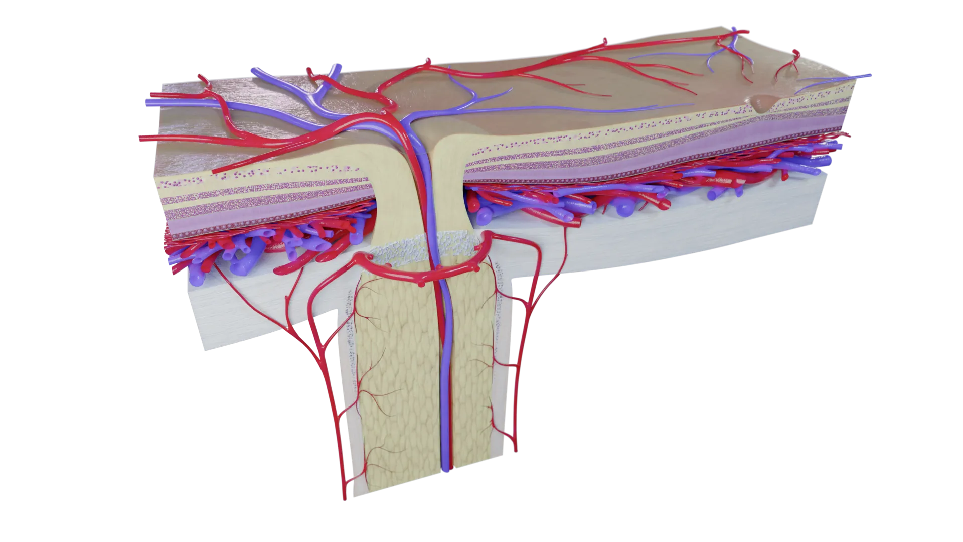 Posterior Segment of Eye