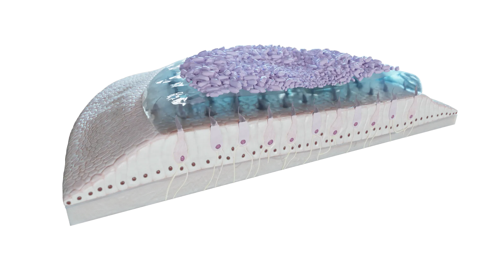 Macula Sacculi