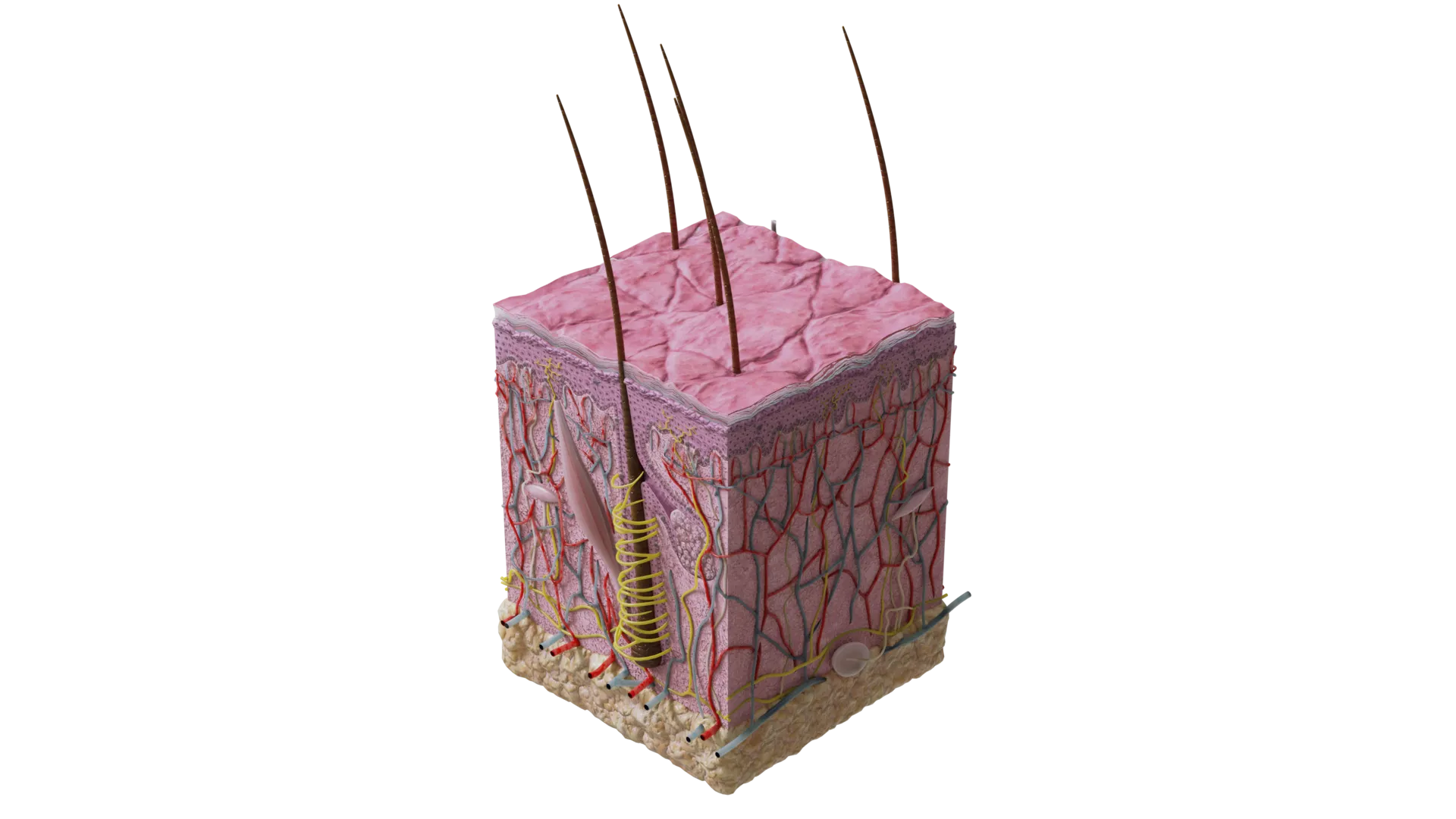 3D Microanatomy Model of Thin Skin