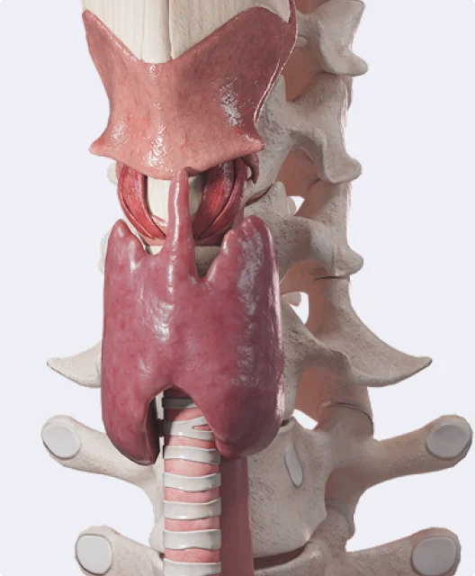 Human anatomy model