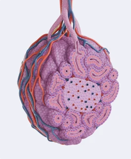 Microanatomy model