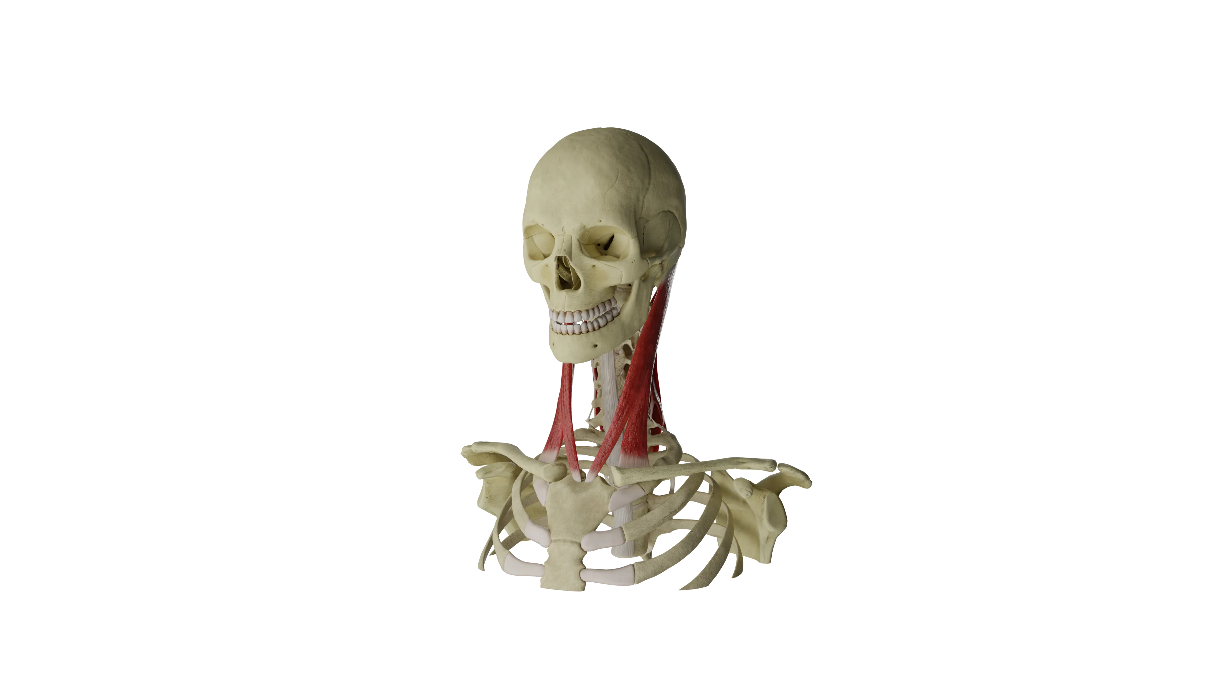 Articulations atlanto-axiales