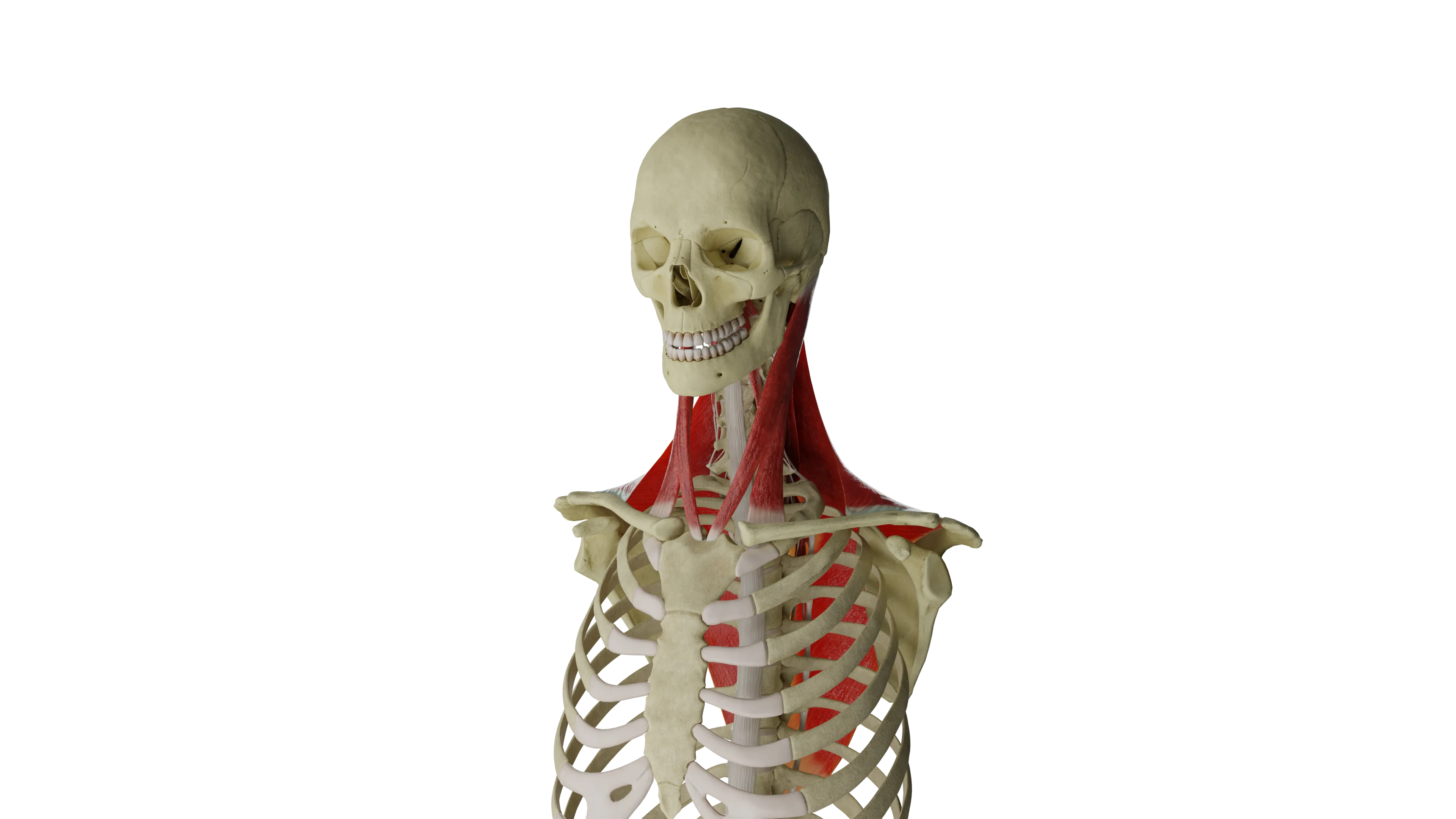 Articulations atlanto-occipitales