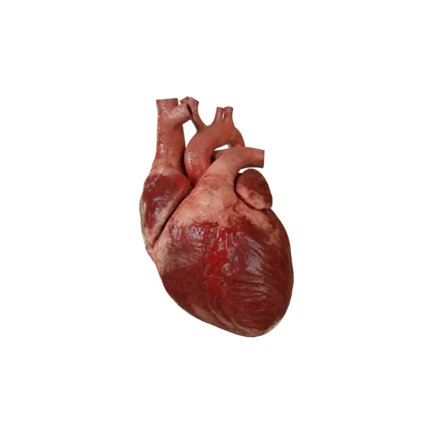Сердце