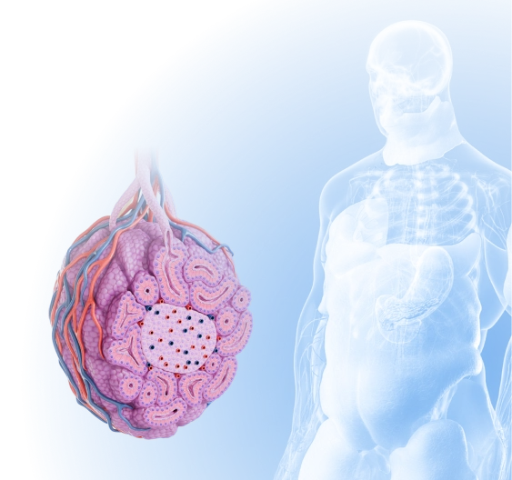 Animationen zur menschlichen Physiologie