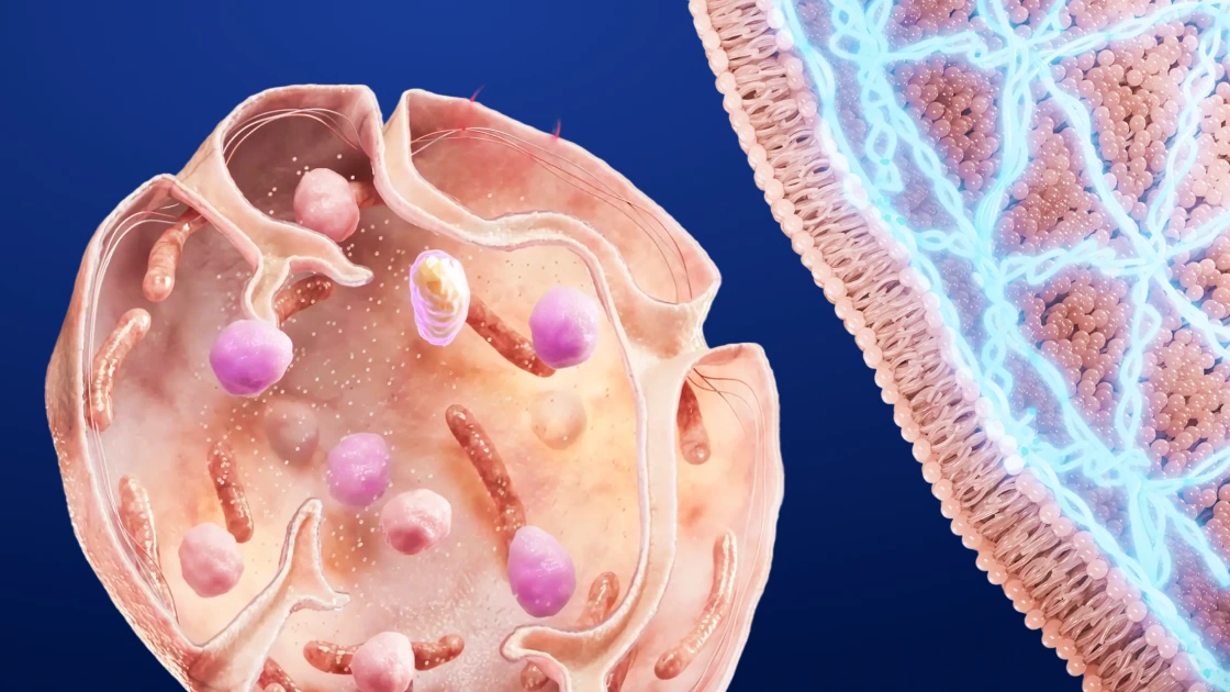 Platelet ultrastructure & membrane proteins