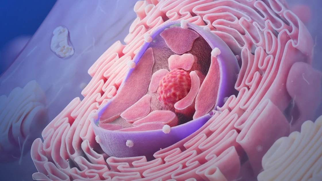 Демонстрация медицинской визуализации
