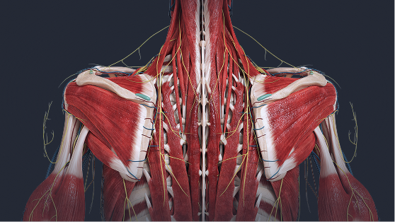 Anatomically accurate body structures