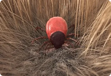 Evolução da doença e parasitologia