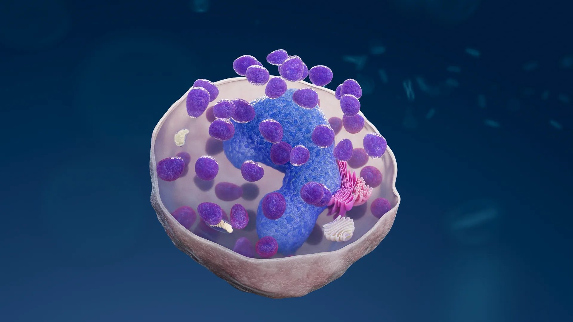 A detailed 3D cross-section of a basophil white blood cell, revealing the large bi-lobed nucleus and characteristic cytoplasmic granules used in immunological studies.