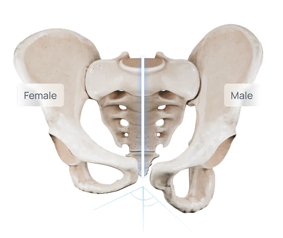 Bild der männlichen und weiblichen Anatomie