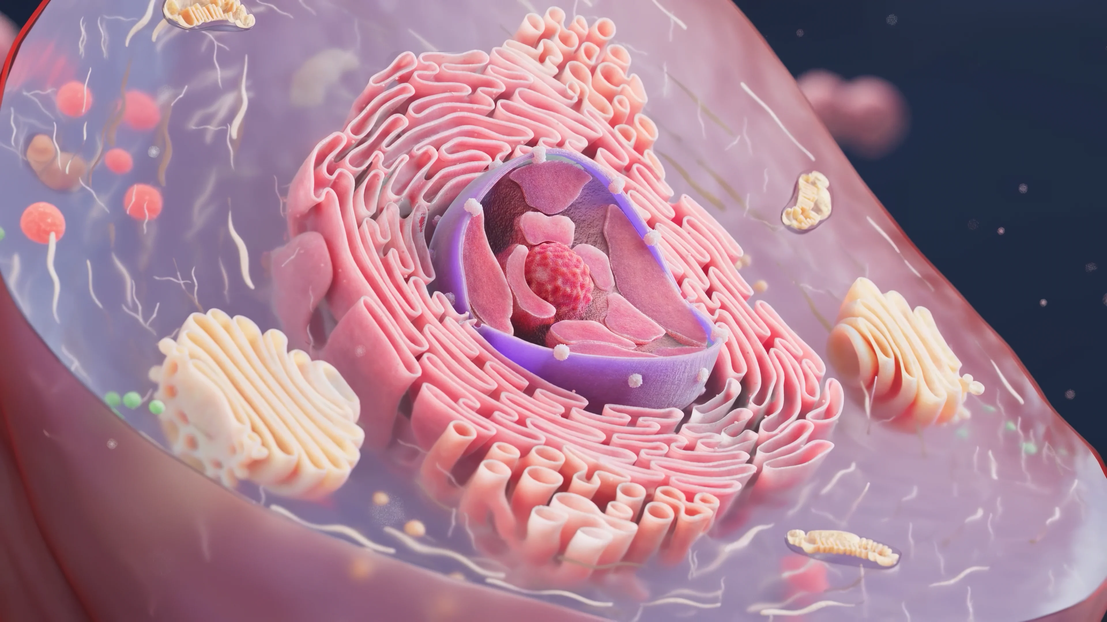 A detailed 3D cutaway of a eukaryotic cell, showcasing the complex internal structure including the nucleus, mitochondria, Golgi apparatus, and endoplasmic reticulum.