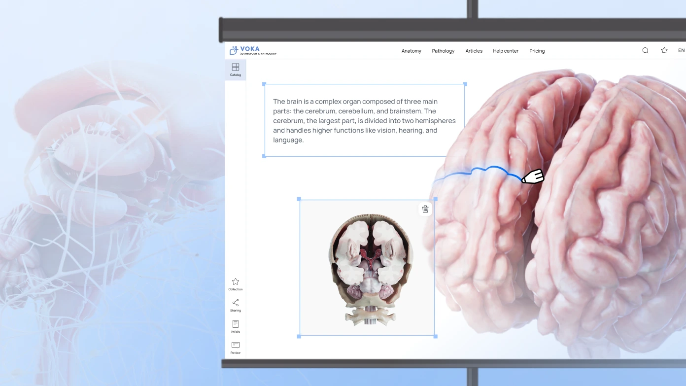 Highlighting key details with the 3D pen in VOKA 3D Anatomy & Pathology app