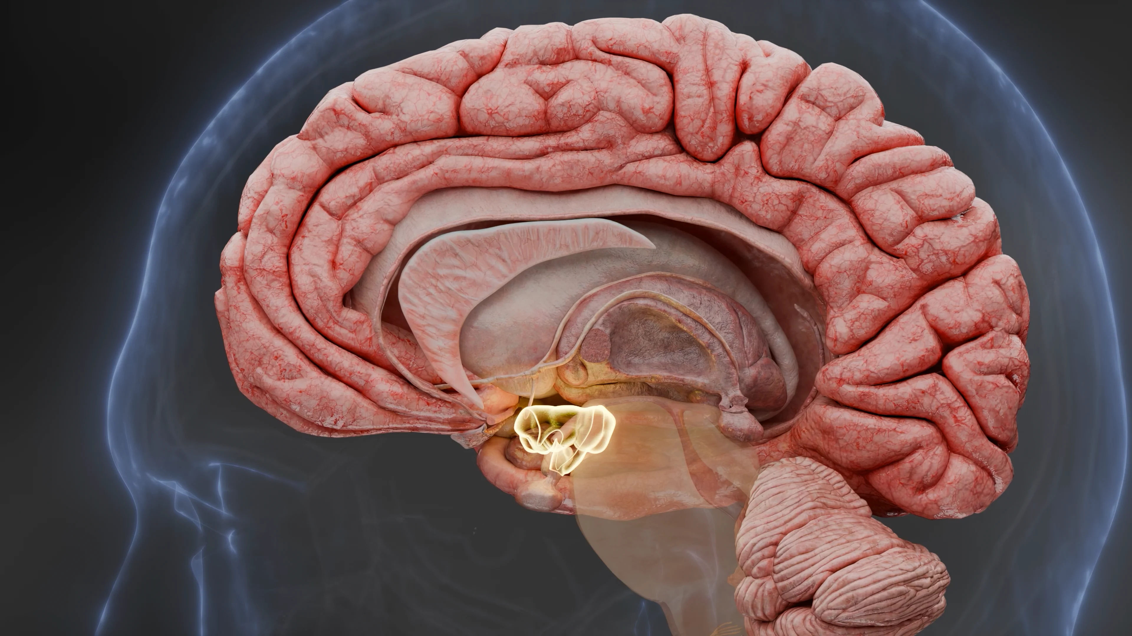 A cross-sectional view of the human brain with the hypothalamus highlighted in glowing yellow, illustrating its central location and connection to the pituitary gland.