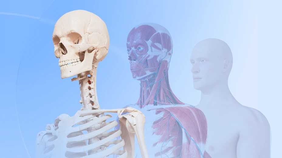 Teaching of anatomy and physiology with VOKA Anatomy App