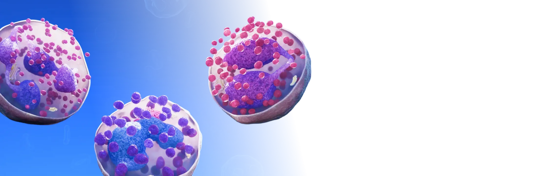 High-fidelity 3D microanatomy renders showing detailed cellular structures of white blood cells, illustrating tissue visualization at the microscopic level.