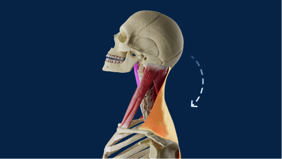Treino e biomecânica