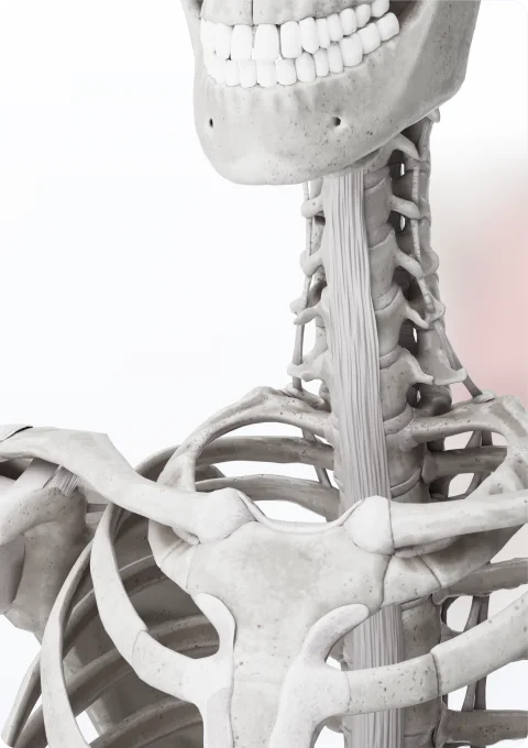 Интерактивные 3D модели анатомии от VOKA Anatomy & Pathology