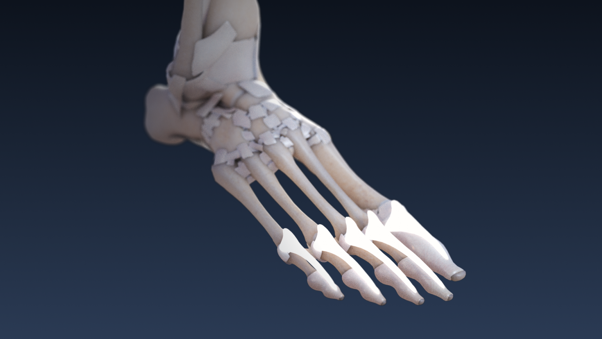 Joints of the foot