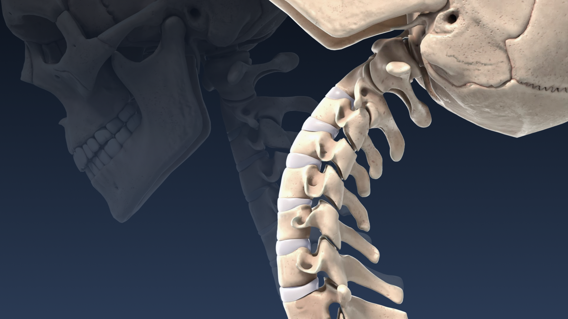 Flexion and extension of the neck