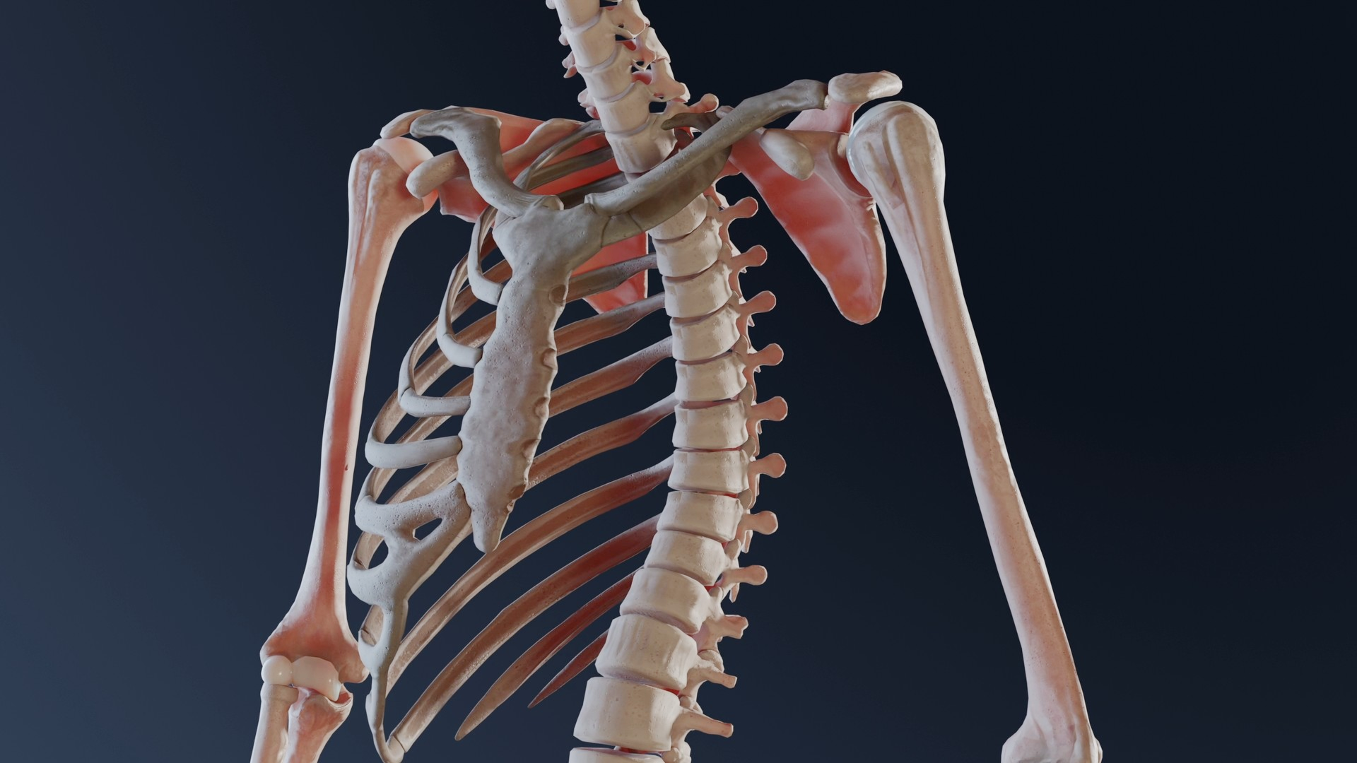 Slouching and spine health 
