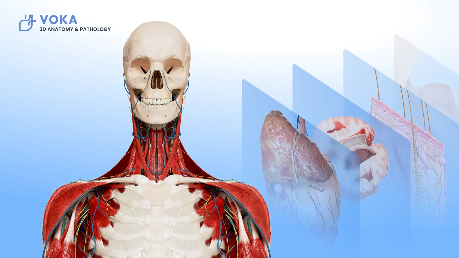 A detailed 3D human anatomy model showing the skeletal and muscular systems, alongside digital panels displaying organs like a heart and brain, representing the free 3D model library in the VOKA Anatomy & Pathology app.