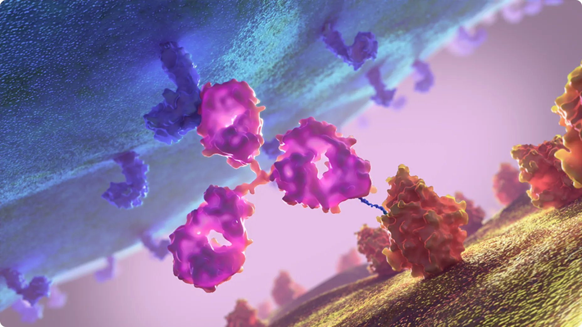 Wissenschaftliche Illustration von XVIVO, die ein Antikörpermolekül zeigt, das zwei Zelloberflächen verbindet